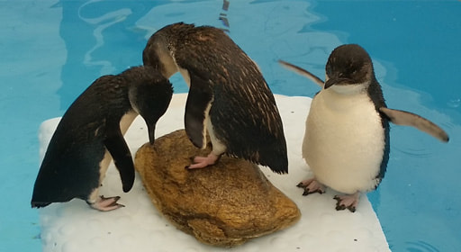 Oiled Penguins